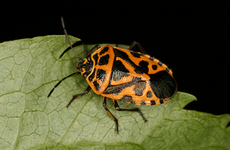 Große Gemüsewanze  (Eurydema ventralis) - © Wolfgang Rabitsch